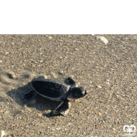 گونه لاکپشت سبز Green Sea Turtle